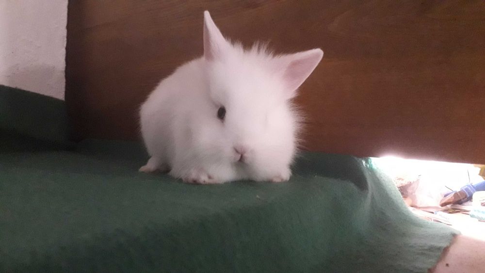 Декоративні карликові кролики