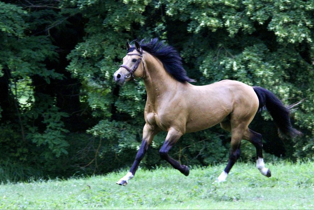 Zloty Attila  kuc DRP 145 cm Stanowka