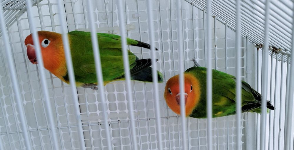 Casal de Fischeris