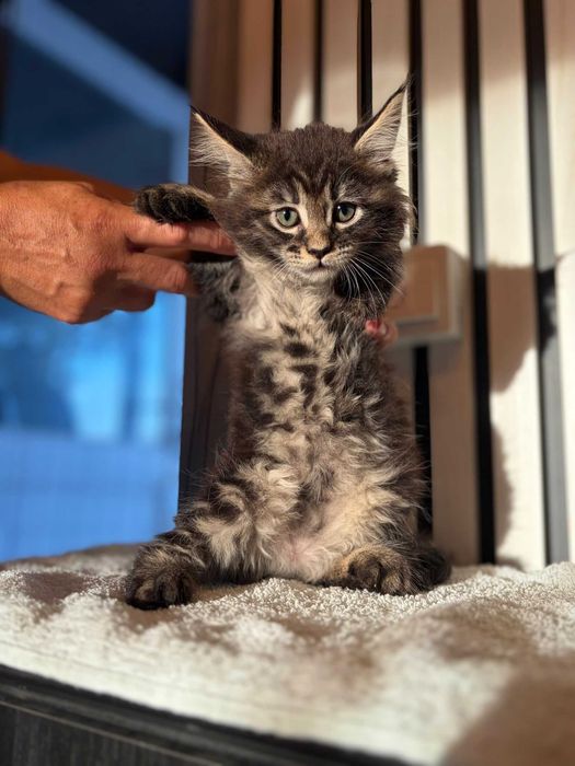 Maine Coon Fêmea de Excelente Linhagem Disponível