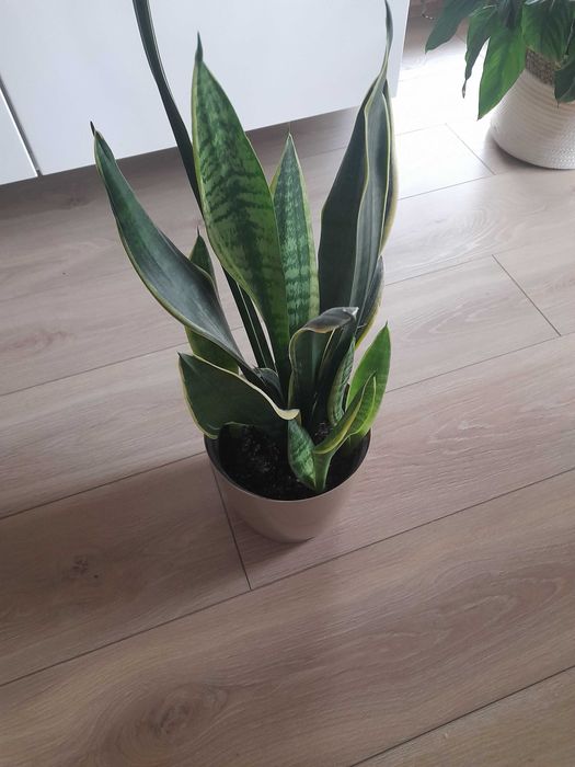 monstera, skrzydłokwiat sprzedam