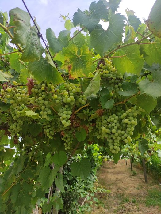 Uvas de ramada para vinho
