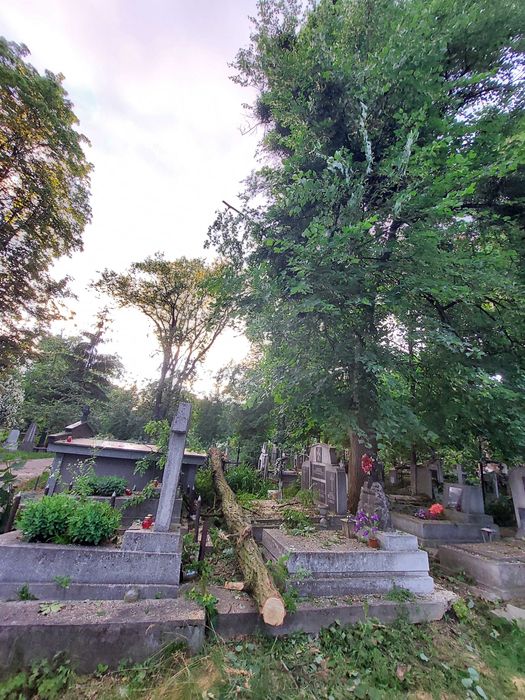 Обрізка складних,важкодоступних дерев Львів та область