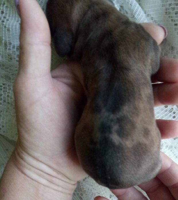 Такса мини. Вязка.