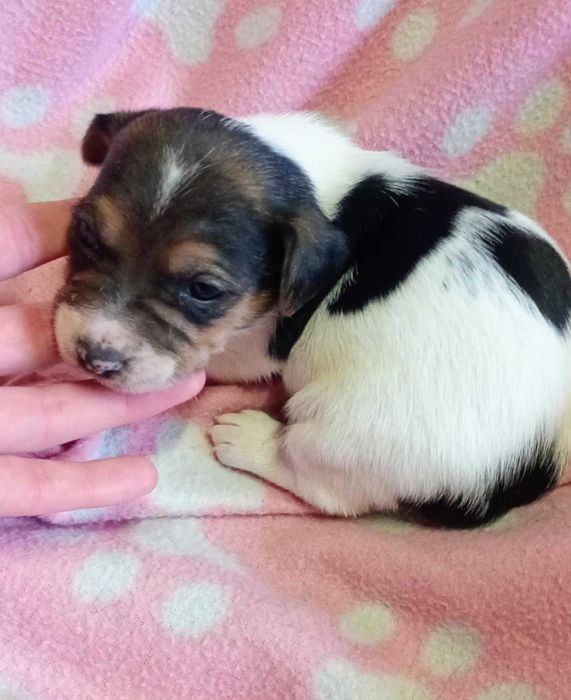 Jack Russell Terrier śliczna suczka Tricolor hodowla KAMA 2