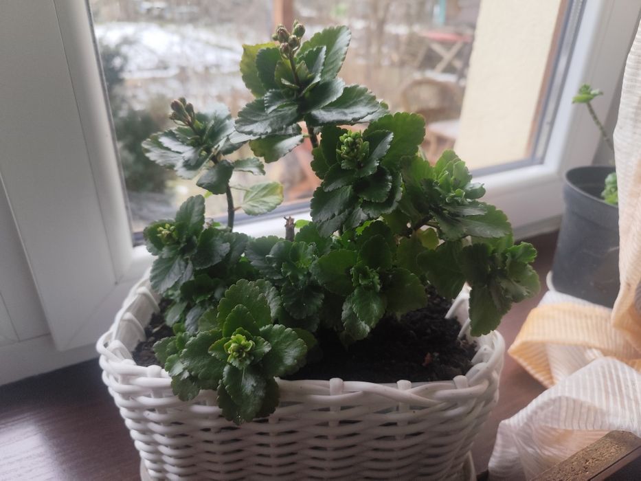 Каланхое рожеве кім.