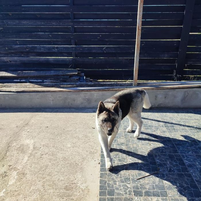 Сдам дом Шевченковский район