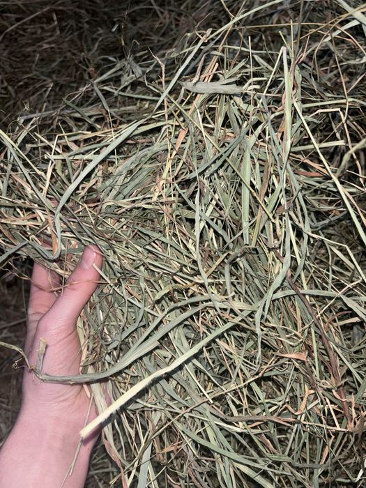 3kg sianko dla królika świnki morskiej gryzoni szynszyli siano