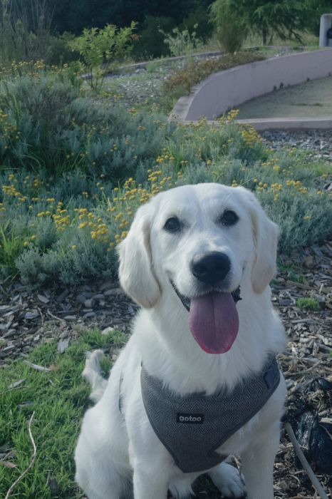 Pet Sitter -Deixa Comigo499173395876423682