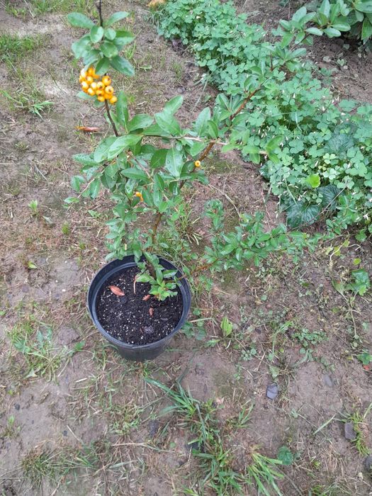 Піраканта жовта продам