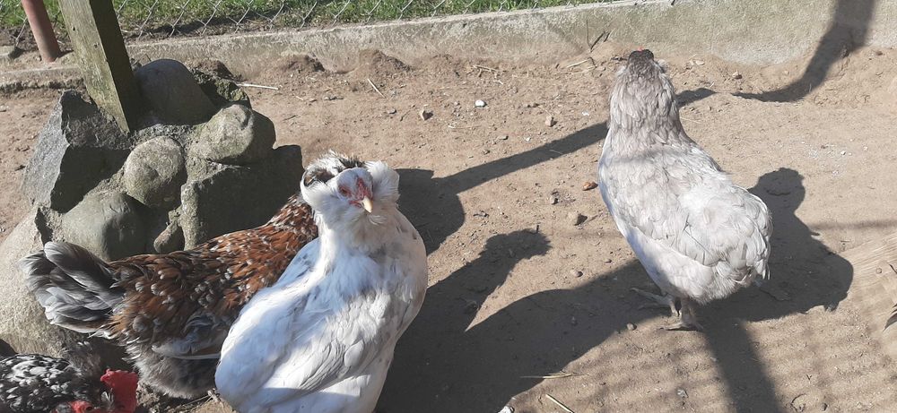 jajka legowe , kolorowe mix