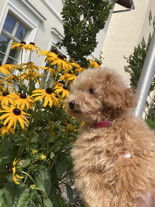 Той Пудель Девочка