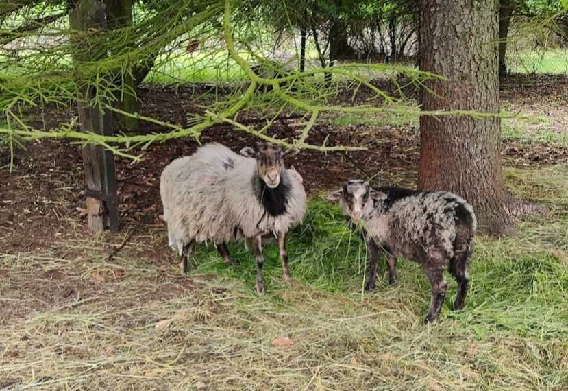 Owce baranek i owieczka