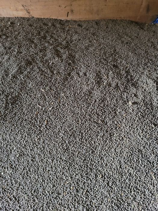 Sprzedam Łubin słodki