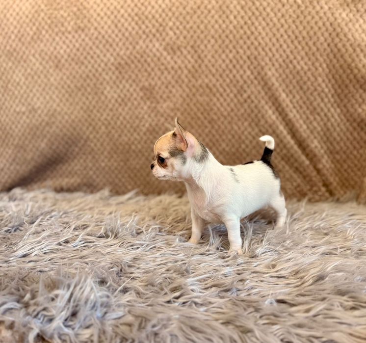 Chihuahua malutki uroczy chłopczyk