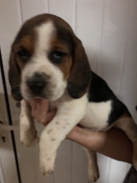 Beagle macho. pronto para entrega. Vacinado e desparasitado.