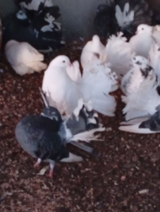 Gołebie pawiki sprzedam