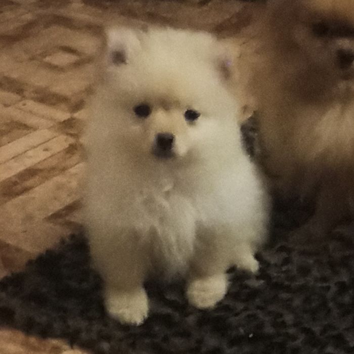 Девочка померанский шпиц