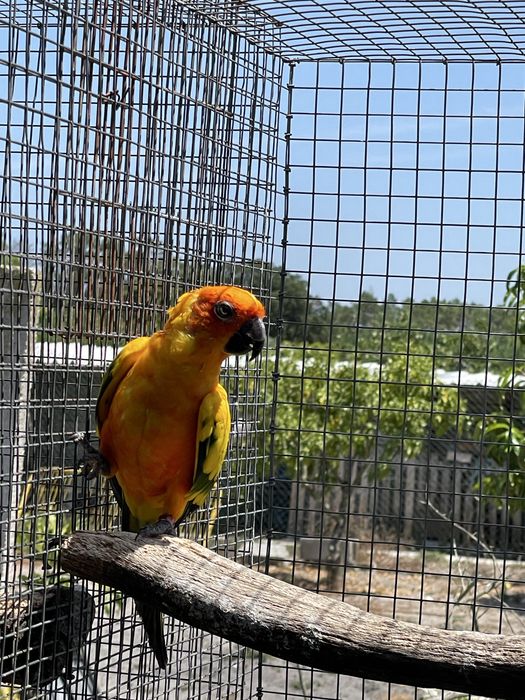 Aratinga   Sol