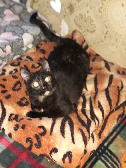 Красивая миниатюрная  кошечка 2 года