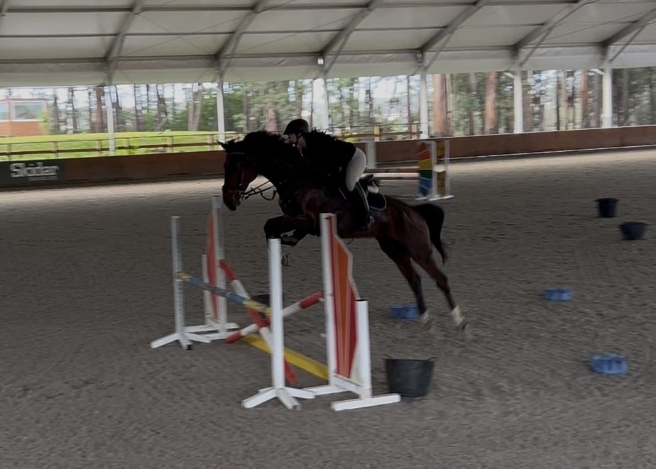 Cavalo de obstáculos