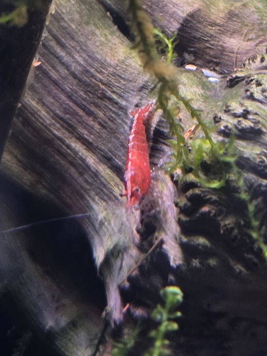 Camarões Neocaridina Fire Red para aquário