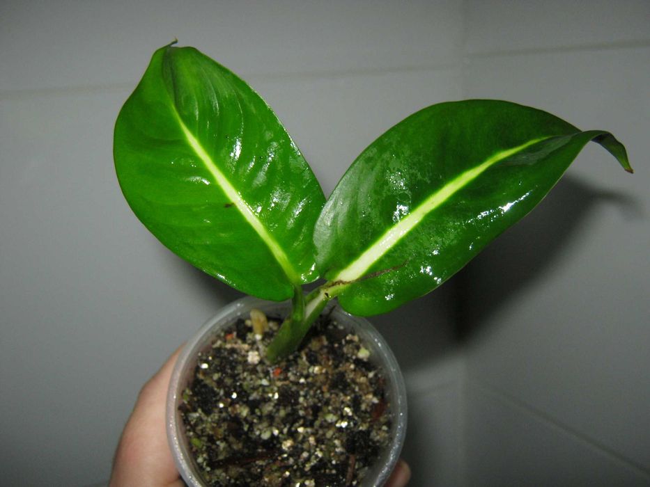 РАСПРОДАЖА все по150грн кротон филодендрон диффенбахия монстера