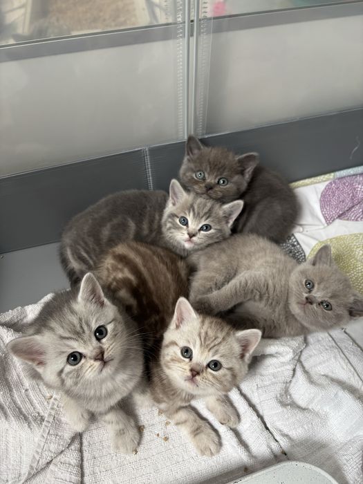 Kocurek brytyjski krótkowłosy