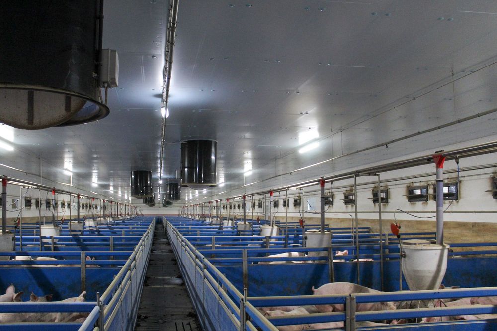 Ocieplenie do Obór Kurników Tuczarni Chlewni Hali Styrodur XPS AGRO