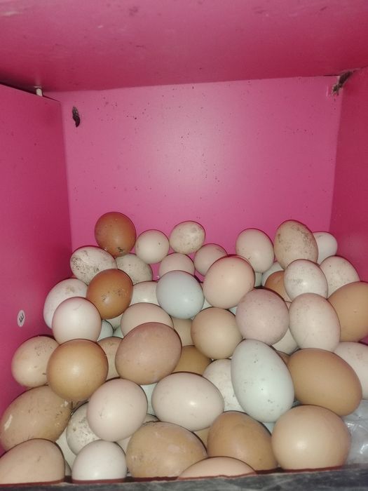 Vendo ovos  caseiros