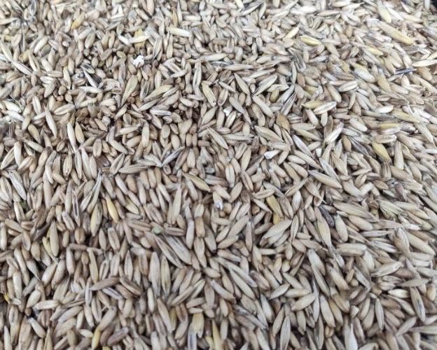 Sprzedam owies 80zł za 100 kg na Pellet do pieca duża ilość