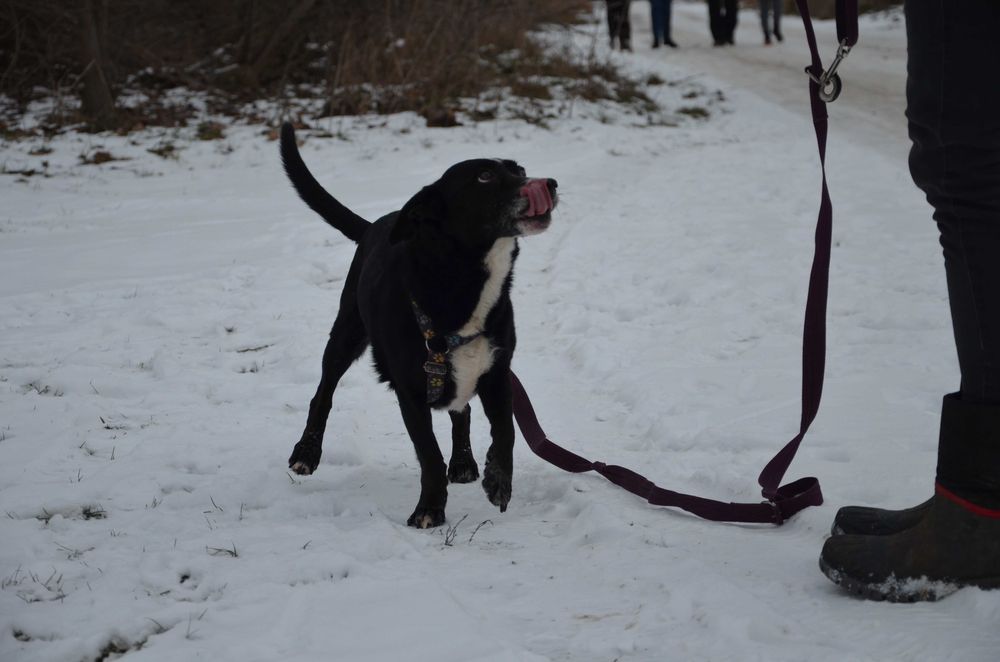 Frania do pokochania - adopcja