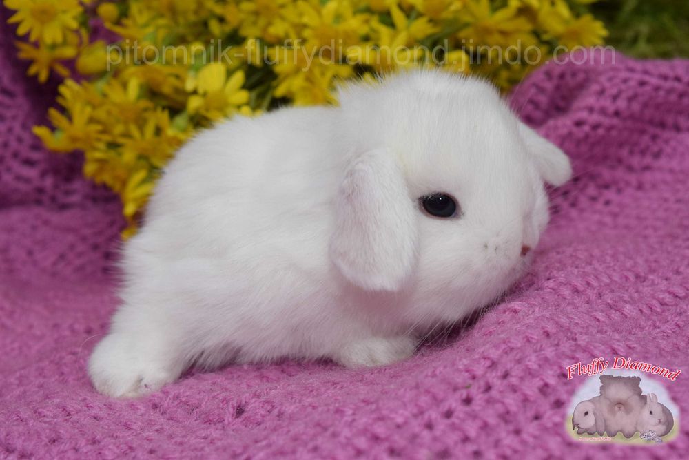 Висловухі кролики NHD. Роскішні кроленята з розплідника. Великий вибір