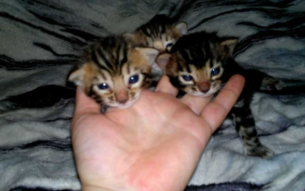 Бенгальчики в шикарному BENn24 раді дарувати свій "мур"