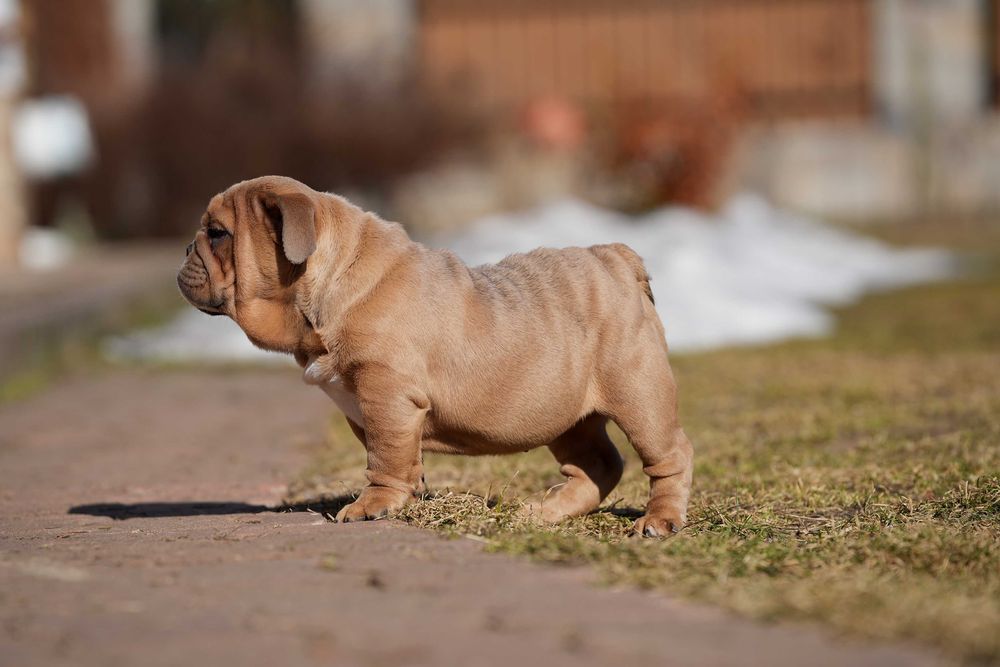 Buldog Angielski Suczka