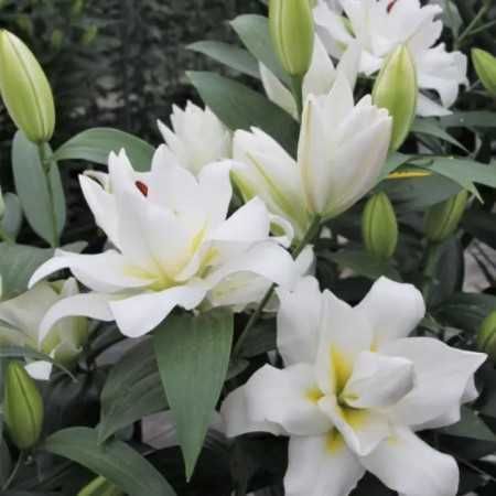 Лілії різних сортів та кольорів