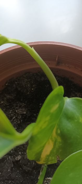 Kwiat epipremnum  ukorzeniony