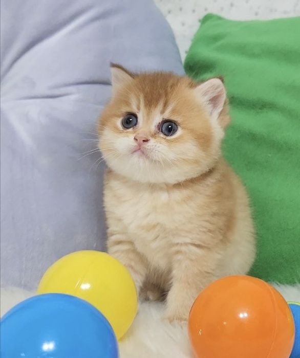 Чарівна дівчинка з плюшевою шубкою золота шиншила