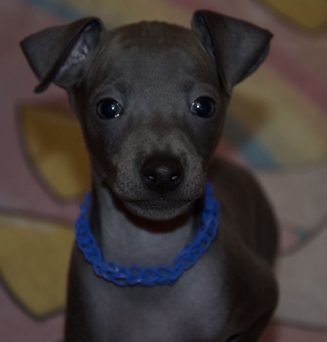 Charcik włoski piesek