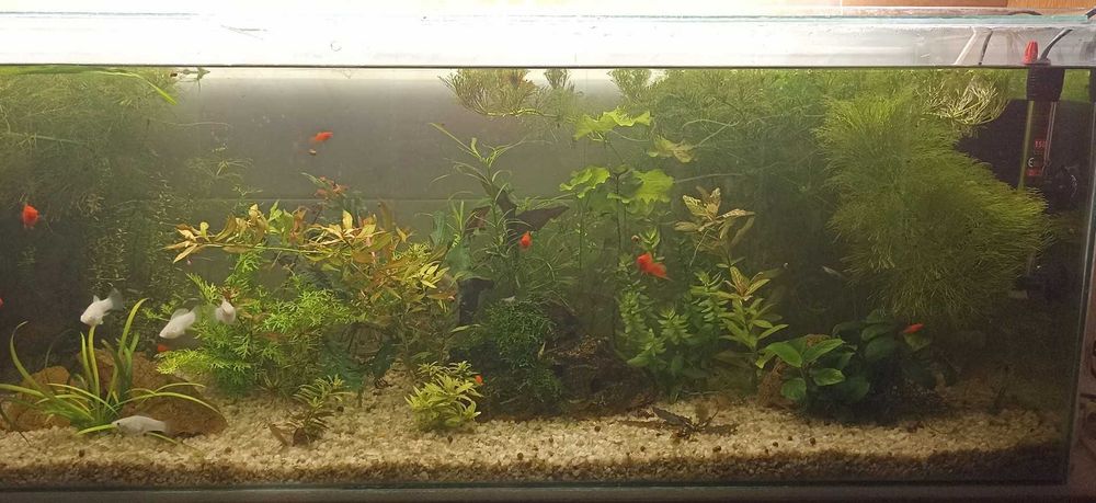 Набор Аква растений Кабомба, Людвигия, Бакопа, Щитолистник и др.