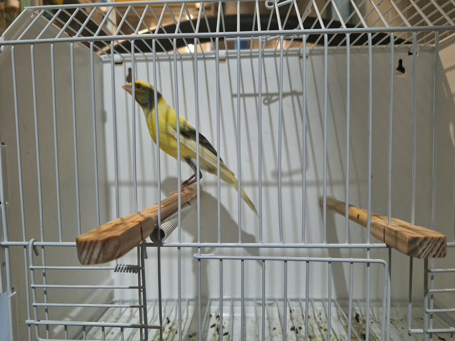 Canario largues espanhol