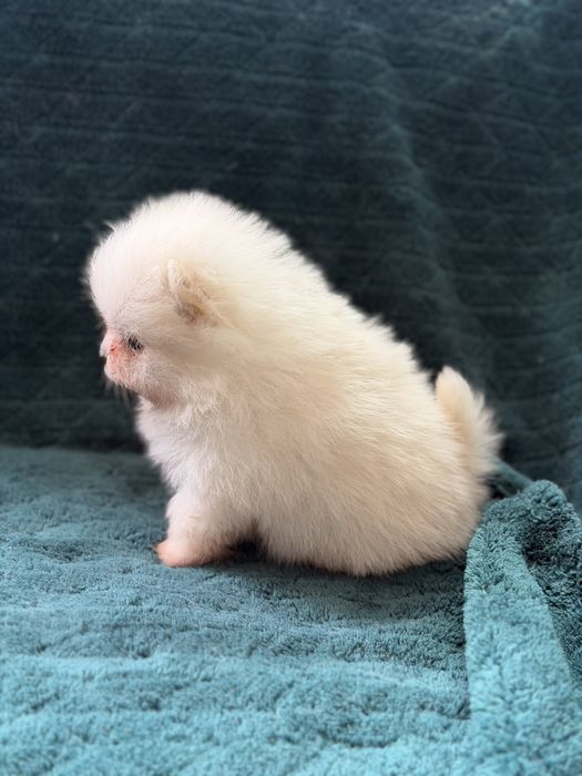 Maleńki miś szpic pomeranian FCI (rodowód) wystawowy