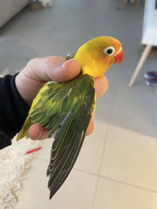 Agarponis personatus