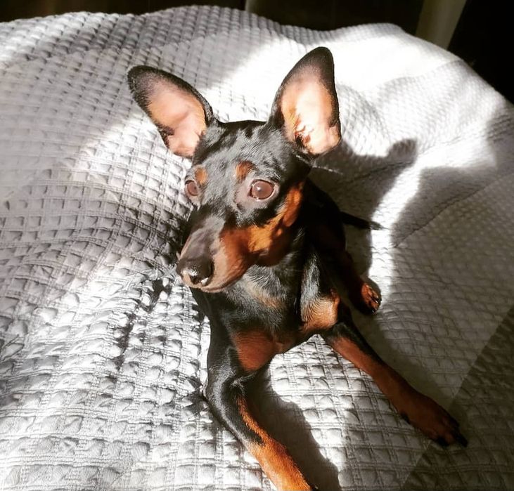 Щенки карликового пинчера ( мини добермана )