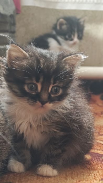 Отдам  даром  котят