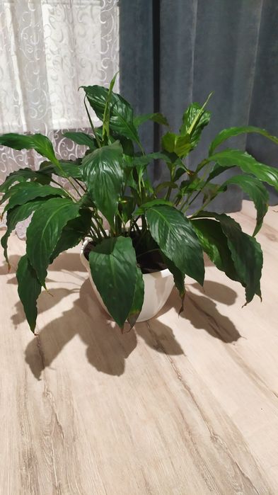 Вазони    домашні.