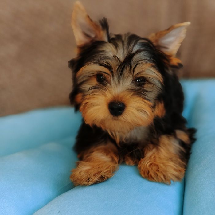 Yorkshire terrier piesek