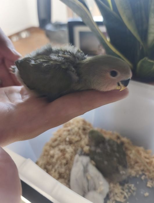 Agapórnis bebés para criar a mão