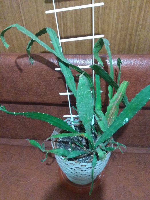 Эпифиллум из семейства сукулентов