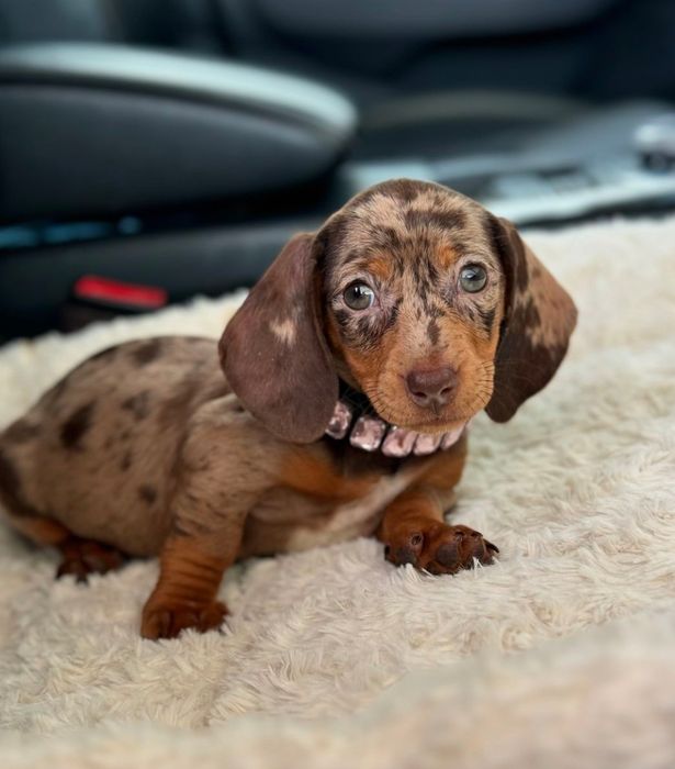 Шоколадний мрамор таксята міні , та кролячі.